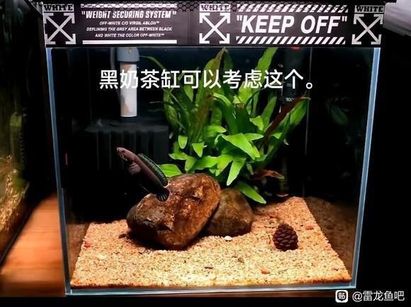 雷龍魚最佳水位圖