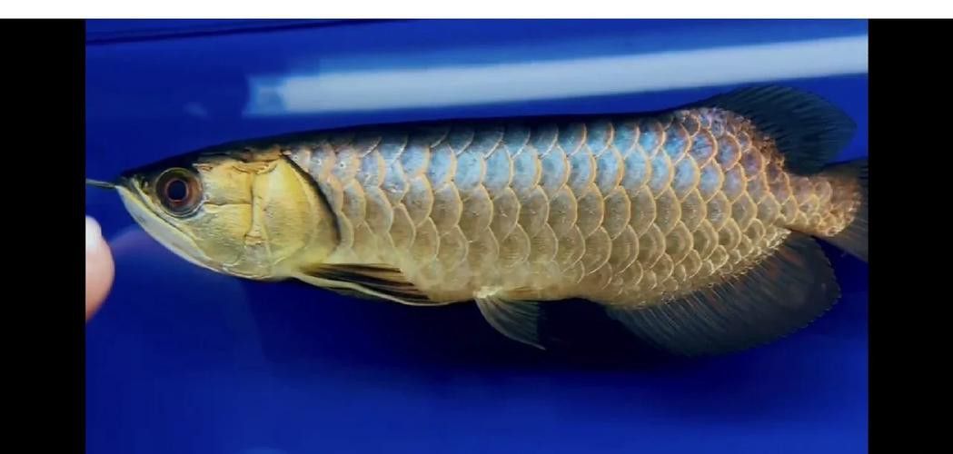 藍(lán)背金龍魚多大才發(fā)色好看呢圖片
