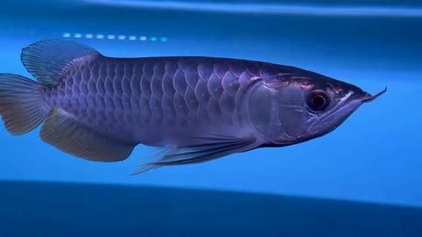 藍(lán)背金龍魚多大才發(fā)色好看呢圖片