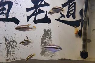 龍魚缸加鹽什么比例：龍魚缸加鹽什么比例詳情