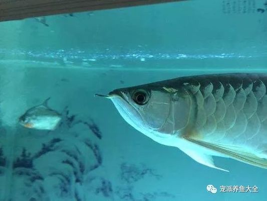 龍魚掉眼的方法是幾種預防和控制龍魚掉眼的方法并非萬能：龍魚掉眼屎怎么辦