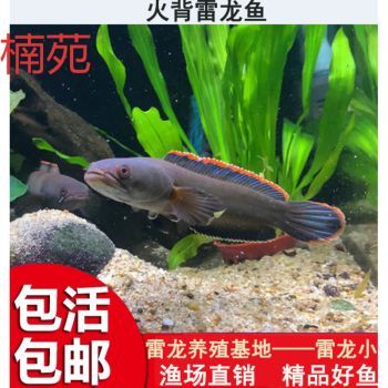 改善雷龍魚水質的具體方法：雷龍魚日常護理要點，