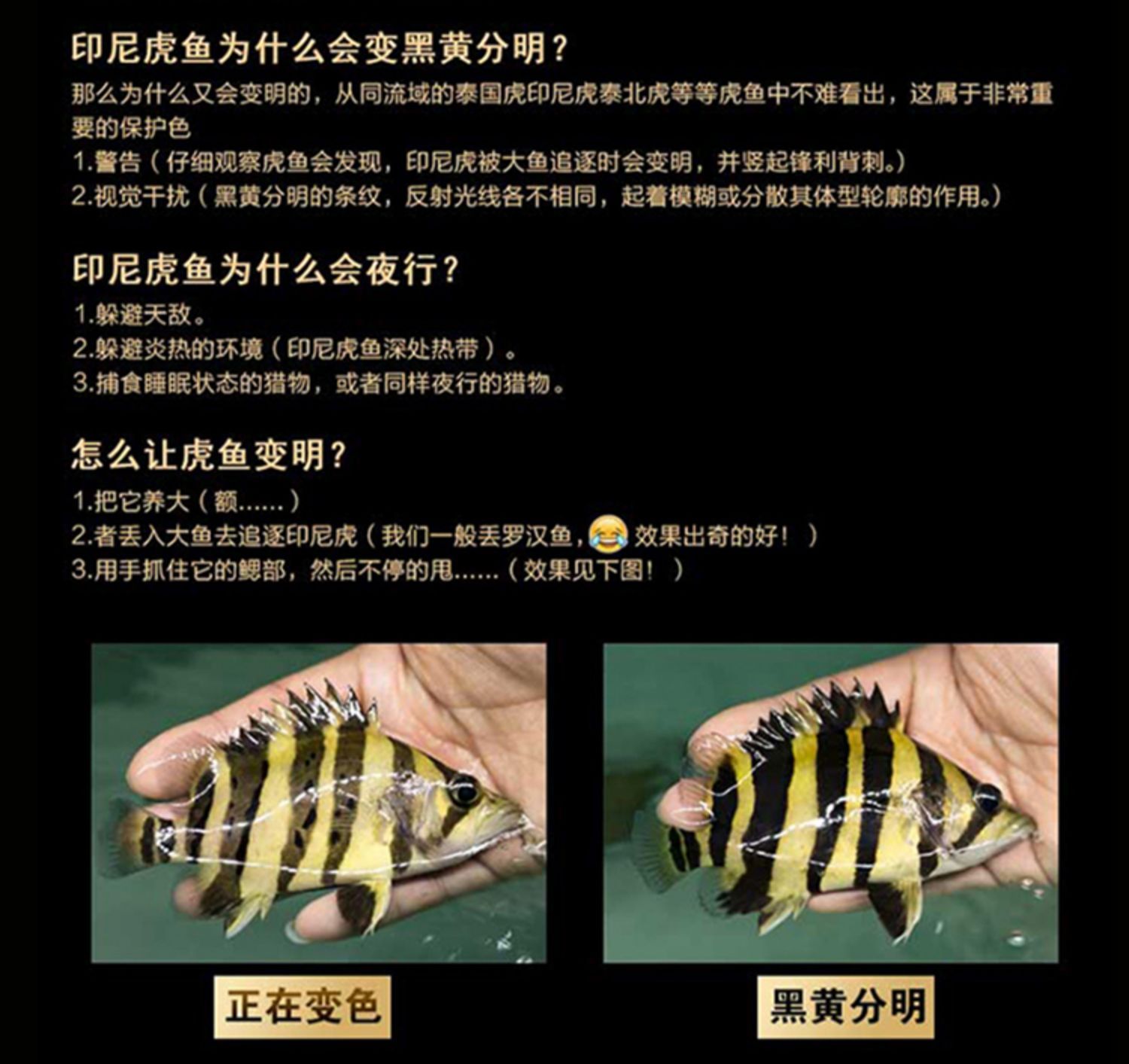 龍魚一般配什么魚好：適合與龍魚混養的熱帶魚種類
