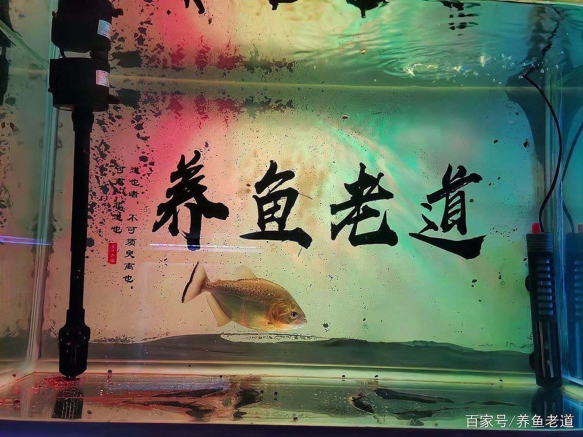買(mǎi)魚(yú)缸好還是水族箱好