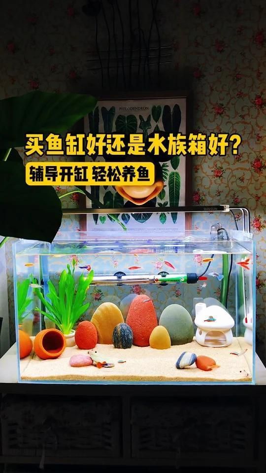 買(mǎi)魚(yú)缸好還是水族箱好