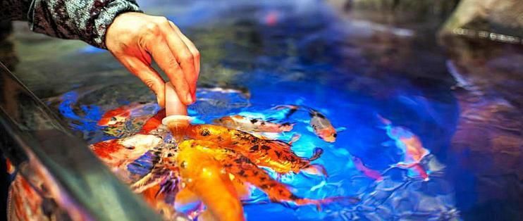 買(mǎi)魚(yú)缸好還是水族箱好