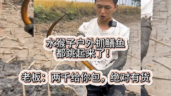 黃鱔苗價格波動原因