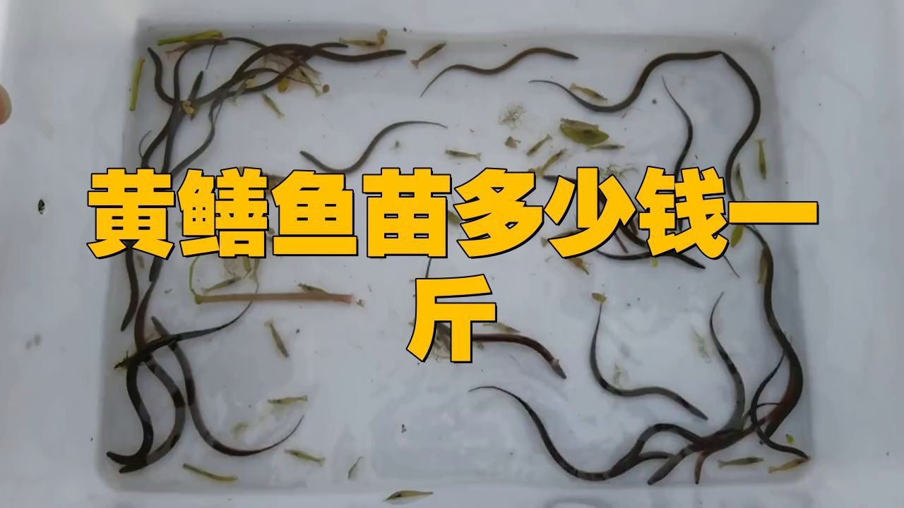 黃鱔苗價格波動原因