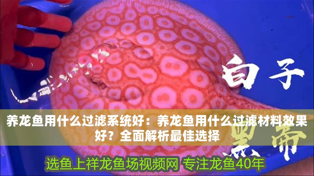養龍魚用什么過濾系統好：養龍魚用什么過濾材料效果好？全面解析最佳選擇