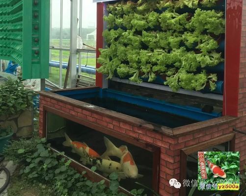 生化環與生化球在過濾中的角色：生化球與生化球的優缺點對比