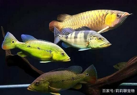 龍魚可以和小型魚混養嗎？：與龍魚混養小型魚時需要注意的主要風險是龍魚可能會捕食小型魚