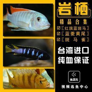 泰龐海鰱魚(yú)批發(fā)：泰龐海鰱魚(yú)批發(fā)和貨源基地