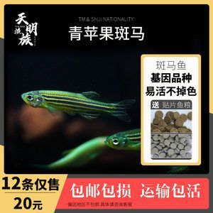 泰龐海鰱魚(yú)批發(fā)：泰龐海鰱魚(yú)批發(fā)和貨源基地