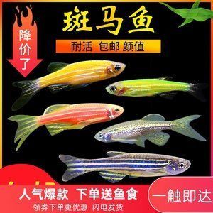 泰龐海鰱魚(yú)批發(fā)：泰龐海鰱魚(yú)批發(fā)和貨源基地