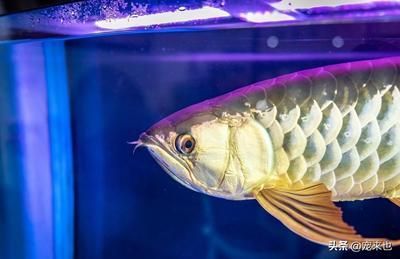 銀龍魚水質凈化技巧：銀龍魚水質凈化技巧：養殖銀龍魚的關鍵是養殖銀龍魚的關鍵