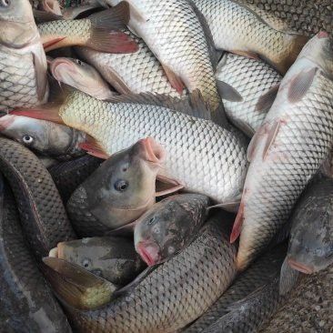 揚州龍魚批發價格查詢網站