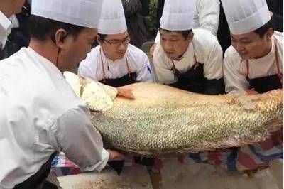 沙丁魚和龍頭魚有什么區別：沙丁魚和龍頭魚之間的區別：沙丁魚和龍頭魚的區別