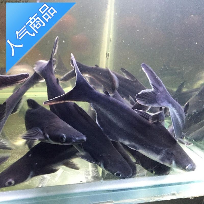 什么是一種常見的觀賞魚圖片：什么是一種常見的觀賞魚類圖片