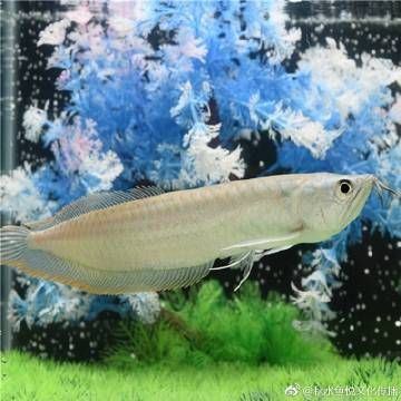 龍魚立鱗最簡單三個步驟