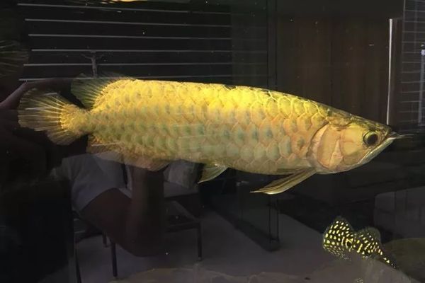 龍魚是寬身好還是長身好養：寬身龍魚和長身龍魚在飼養上的難度并沒有絕對的好壞之分