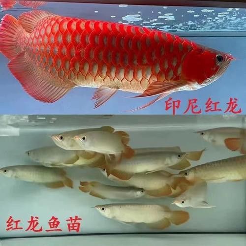 超血紅龍魚多久換一次水