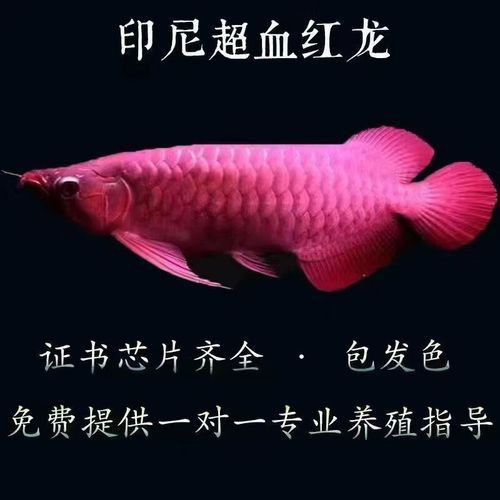 超血紅龍魚多久換一次水