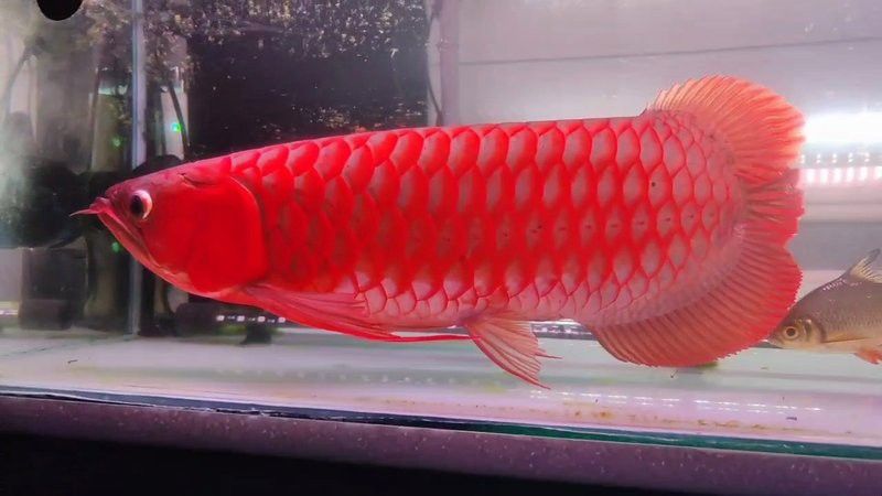 超血紅龍魚多久換一次水