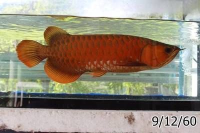 龍魚碼查詢（如何查詢龍魚芯片）