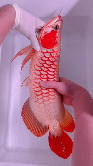 白玉紅龍魚是什么品種圖片