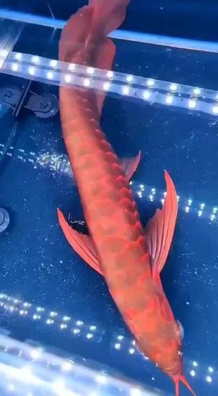 白玉紅龍魚是什么品種圖片