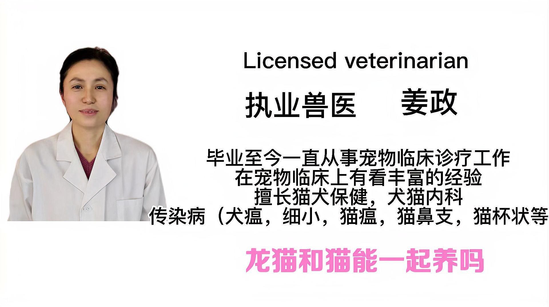 龍貓和貓一起養有哪些注意事項？