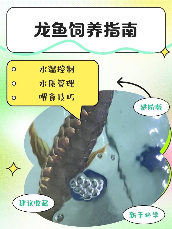 龍魚水溫度多少最佳喂食時間