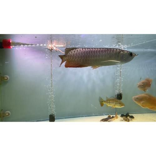 新加坡半號紅龍魚 龍魚百科 第7張 新加坡半號紅龍魚 新加坡半號紅龍魚 龍魚百科 第7張