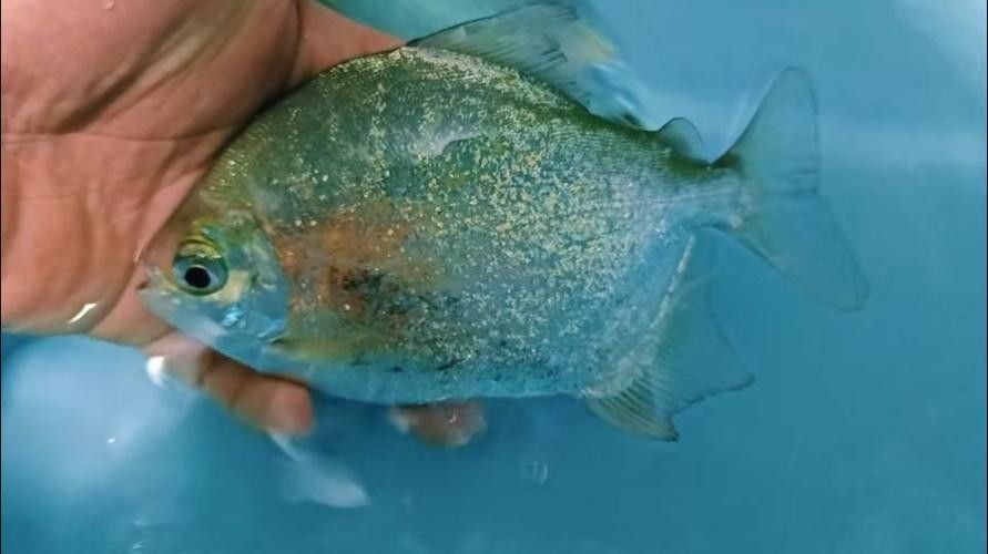 祥龍魚場觀賞魚圖片大全