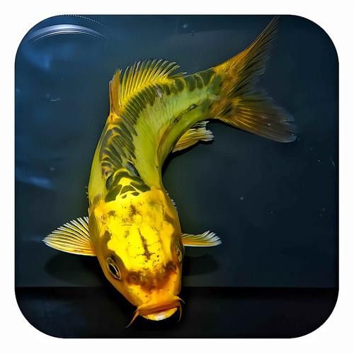 祥龍魚場觀賞魚圖片大全