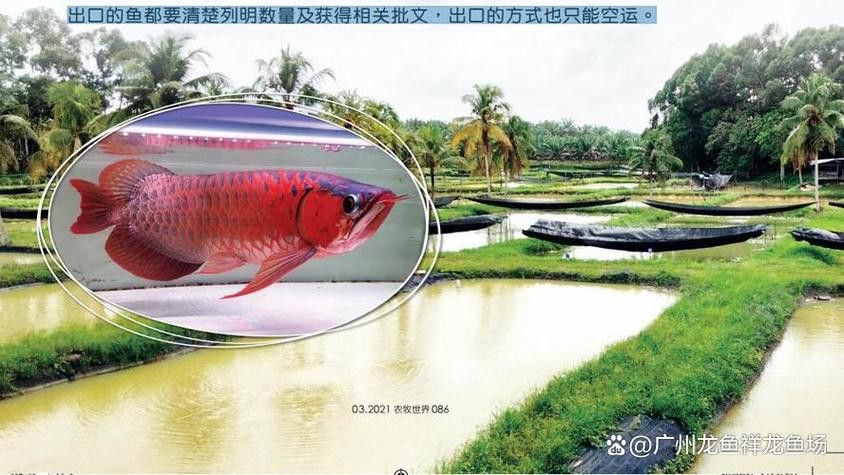 祥龍魚場觀賞魚圖片大全