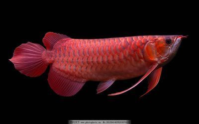 紅金龍魚手機壁紙高清（紅色金龍魚手機壁紙高清）