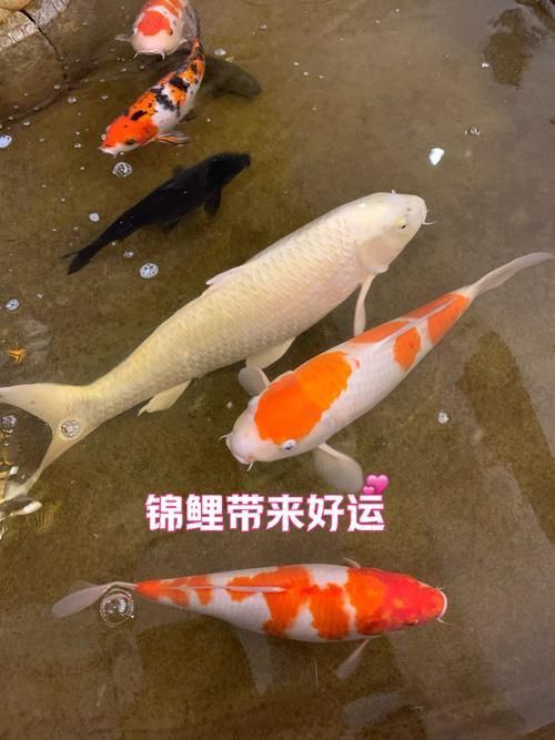 錦鯉大全大圖
