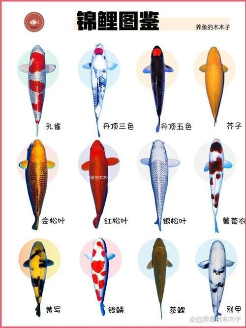 錦鯉大全大圖