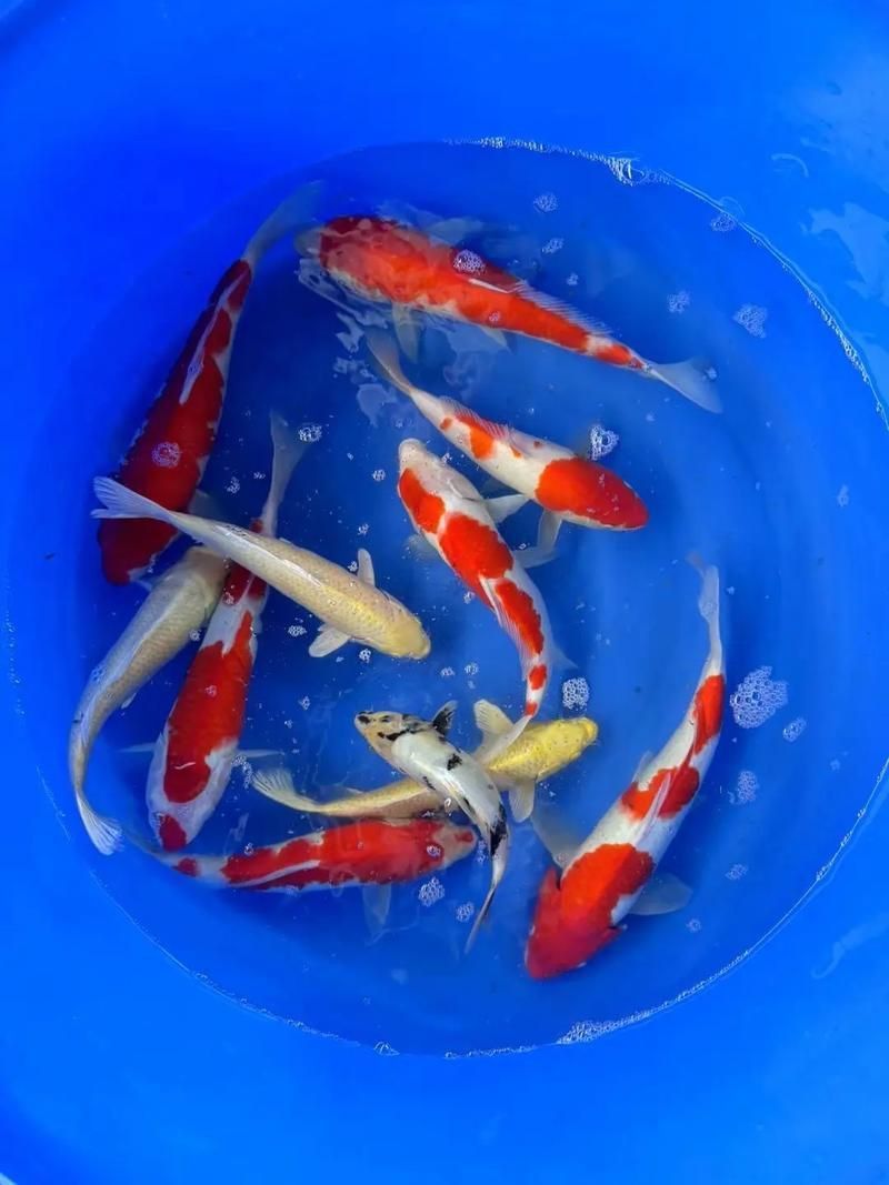 錦鯉大全大圖