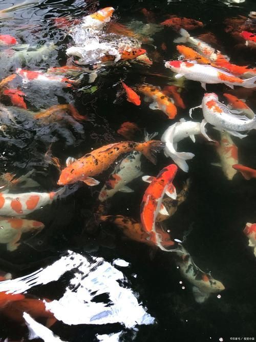 錦鯉大全大圖