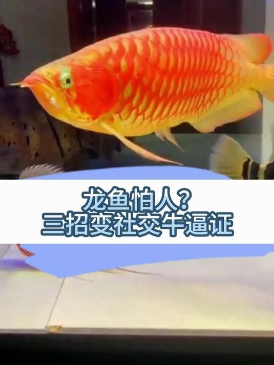 如何訓練紅龍魚認主人？