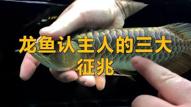 如何訓練紅龍魚認主人？
