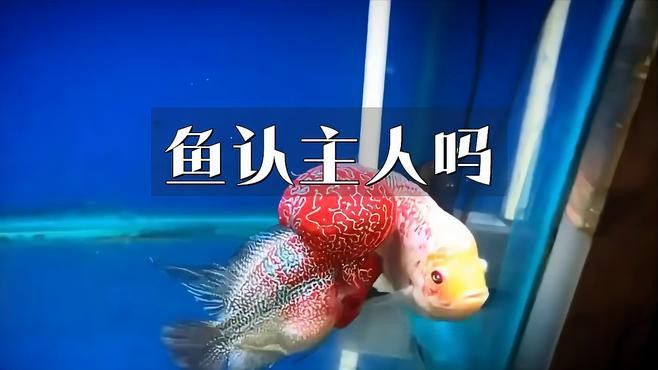 如何訓練紅龍魚認主人？