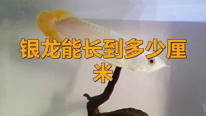 銀龍魚細長的好還是寬肥的好