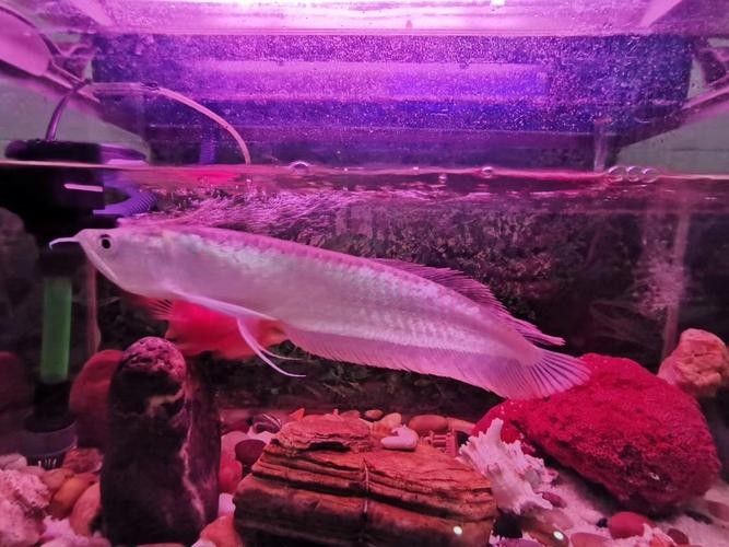 銀龍魚的做法大全圖解竅門