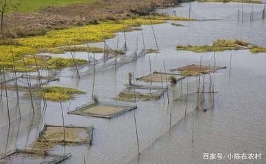 龍魚和虎魚混養(yǎng)視頻教程：龍魚與虎魚混養(yǎng)視頻，打造和諧共生的水族世界 龍魚和虎魚混養(yǎng)視頻教程：龍魚與虎魚混養(yǎng)視頻，打造和諧共生的水族世界 龍魚百科 第2張