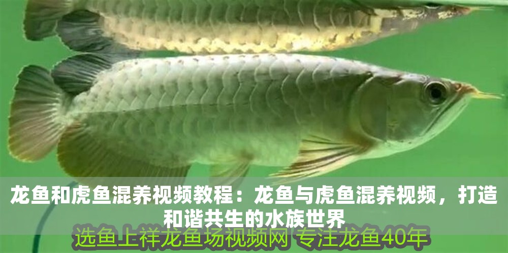 龍魚和虎魚混養視頻教程：龍魚與虎魚混養視頻，打造和諧共生的水族世界