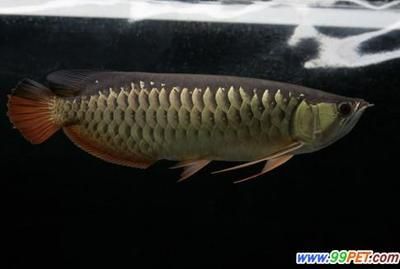 金龍魚的含義和寓意：金龍魚在華人眼中被視為吉祥富貴的象征