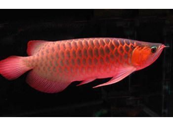 紅龍魚品質等級標準是多少級的：紅龍魚品質等級標準是多少紅龍魚品質等級標準是多少級的